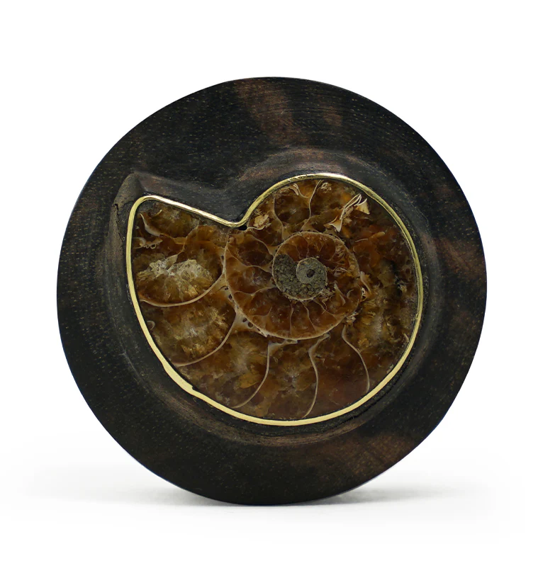 Areng Wood Plugs with Ammonite Inlay - Image 3