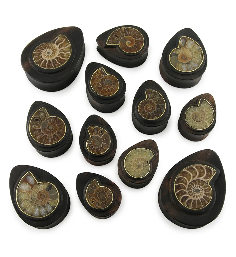 Areng Wood Teardrop Plugs with Ammonite Inlay - Image 3