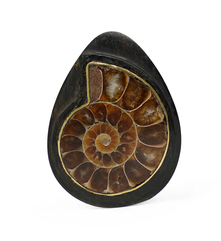 Areng Wood Teardrop Plugs with Ammonite Inlay - Image 4