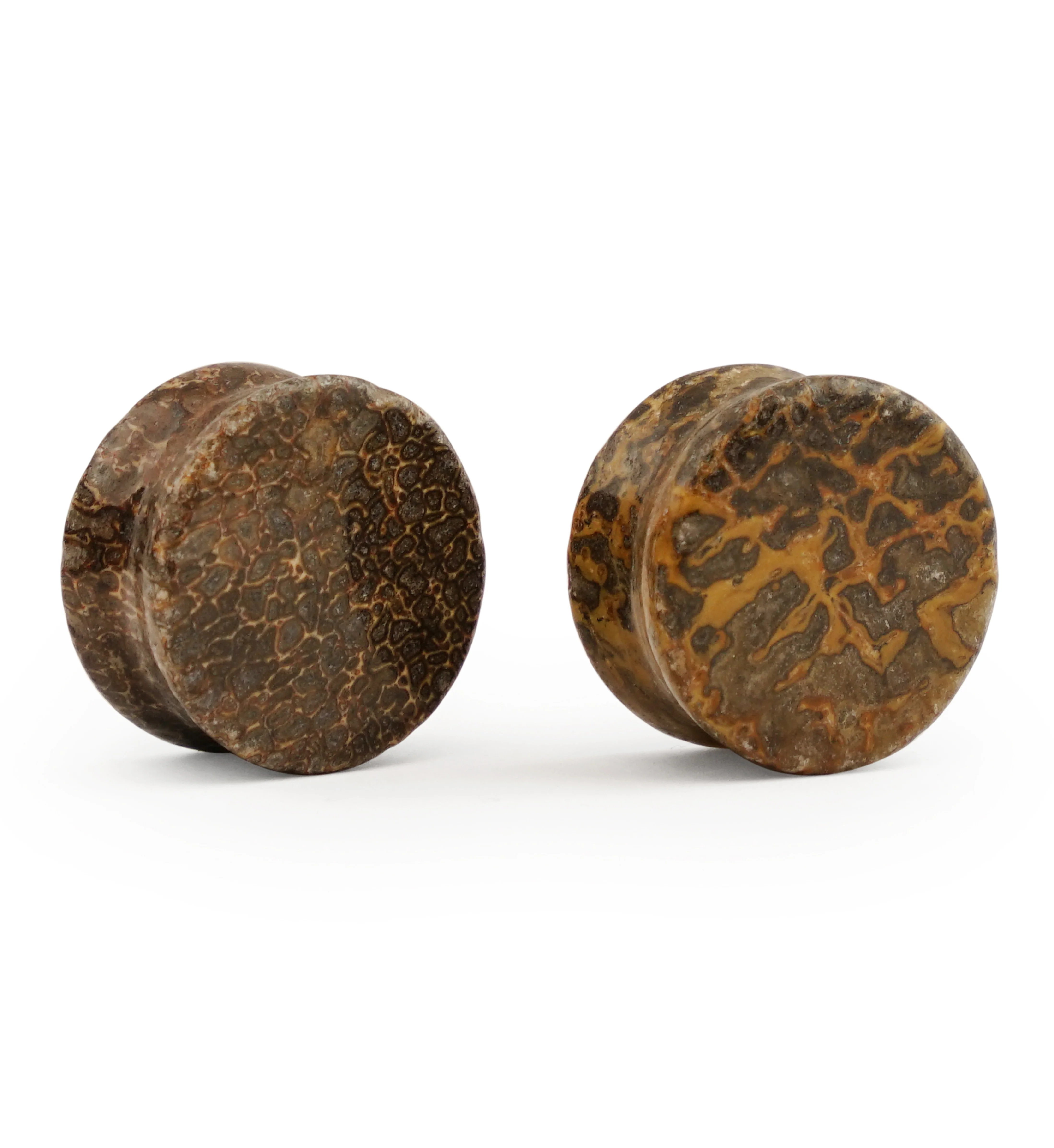 Fossilized Dinosaur Bone Plugs 3-4" (19mm) Version 4 - Image 2